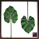 Elephant ear leaf A[gt[WFCACW[(JIG) IFF10025yz