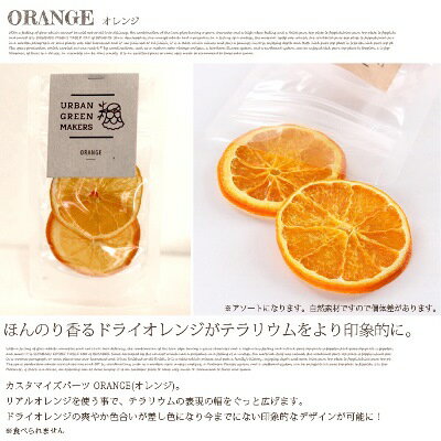 オリジナルテラリウムキット〜ORANGE(オレンジ) ugm0391 URBAN GREEN MAKERS(アーバングリーンメーカーズ) 2