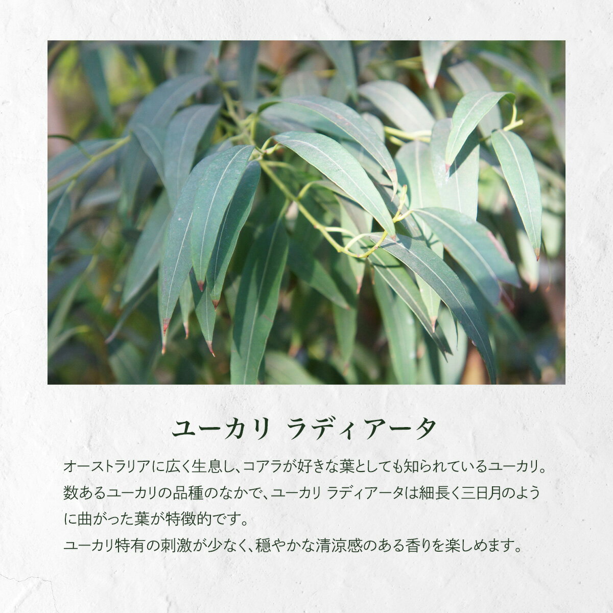 ユーカリラディアータ 精油 20ml エッセンシャルオイル アロマ アロマオイル 香り 天然 100％ ディフューザー ルームフレグランス アロマセラピー アロマ加湿器 部屋 全体 自律神経 イライラ 解消 花以外の プレゼント に