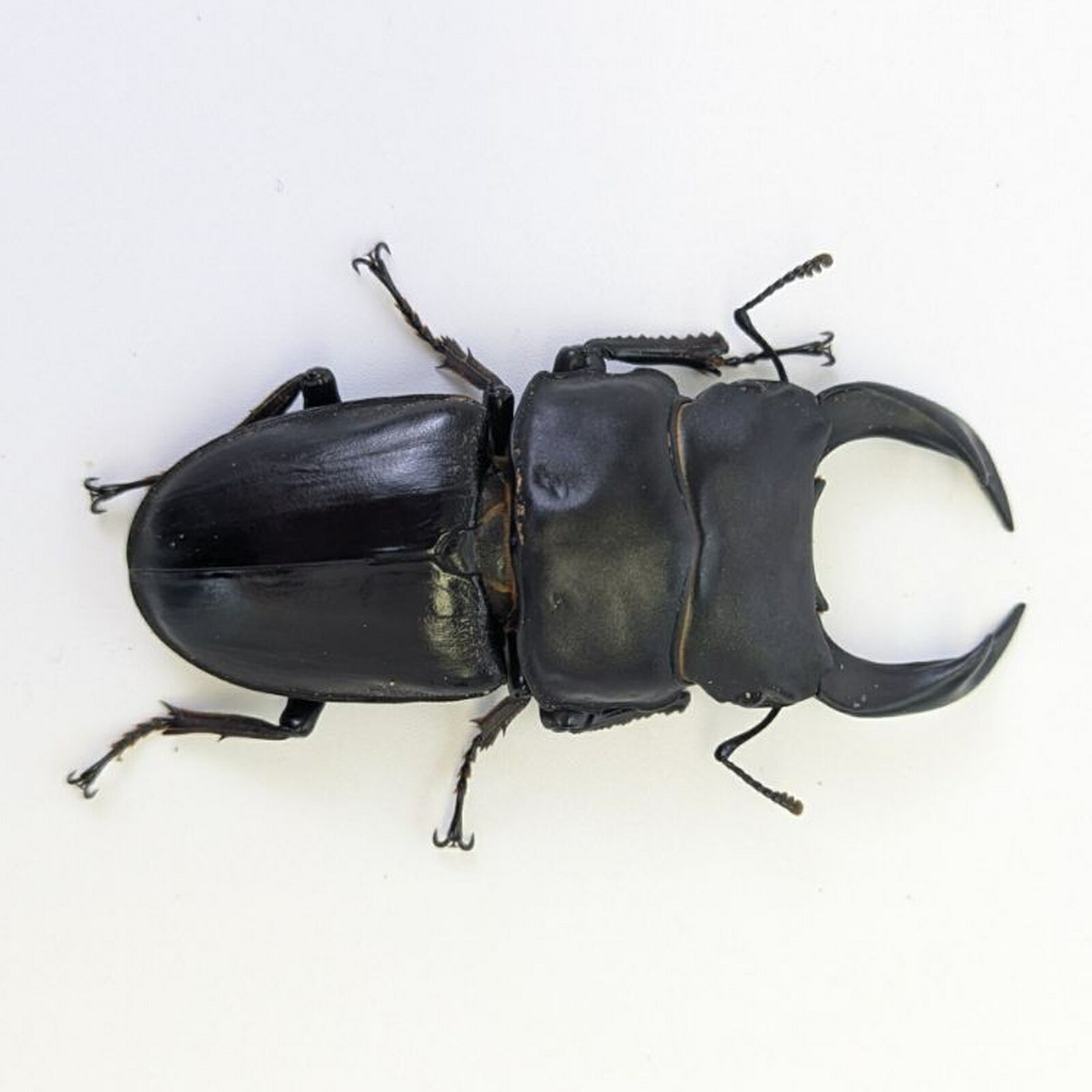国産オオクワガタ 成虫ペア 大阪府北部産 F3 ♂75mm×♀47mm 2026年6月羽化 生体 昆虫