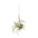 【暮らしラクラク応援セール】80916 ハンギングエアープランツL【取り寄せ・返品不可商品】