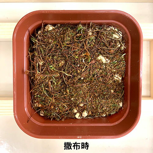 �ӥå������� ����ʴ���������� �����������å�mini bigarrow-sugigokemini