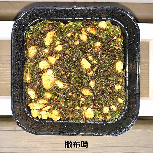 �ӥå������� ����ʴ���ϥ����� �Ϥ��������å�mini bigarrow-haigokemini