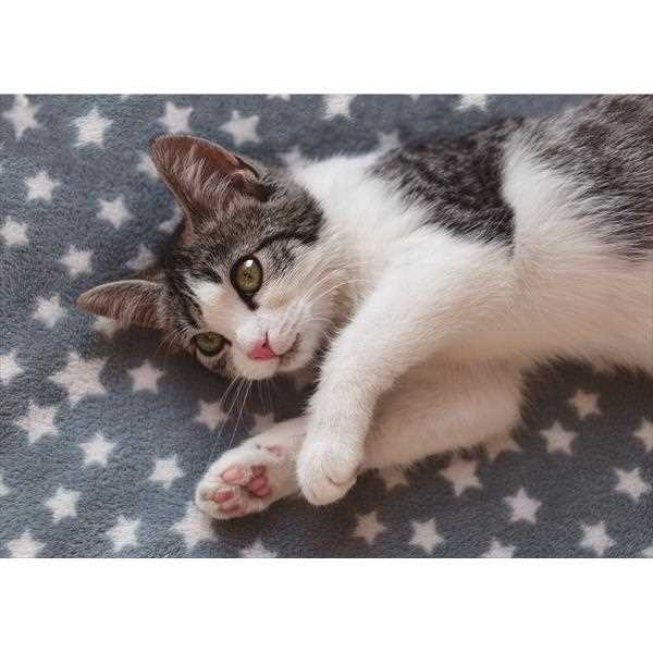ジグソーパズル かわいい仔猫 ｢星がいっぱい｣...の紹介画像2