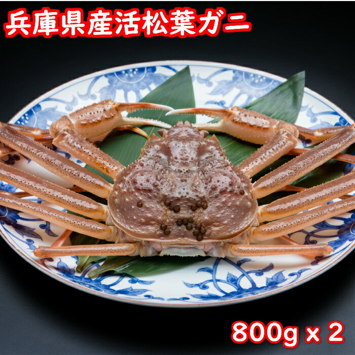 【産地直送 送料無料】活松葉ガニ たっぷり 総量1.6kg (800g x 2匹) ブランド蟹 タグ付き 活 松葉かに かにしゃぶ かにすき 焼きかに かに刺し ブランド かに　兵庫県香美町産 産地直送 送料無料 お取り寄せ プチ贅沢 ご褒美 巣ごもリッチ