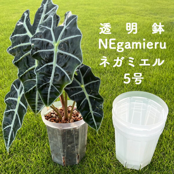 ͥߥ53ĥåƩåȭNEgamieruݥץ饹åꥢƩåȺȭտʪ