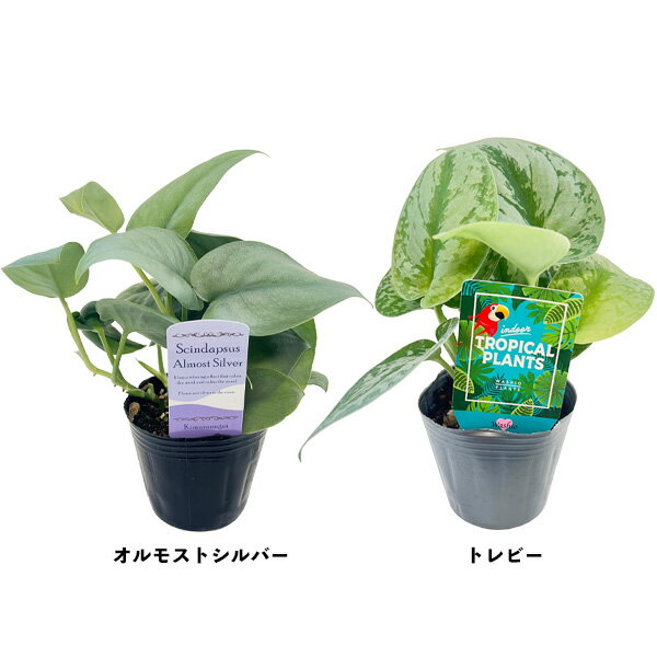 楽天市場】スキンダプサス(花・観葉植物|花・ガーデン・DIY 楽天市場】スキンダプサス(花・観葉植物|花・ガーデン・DIY