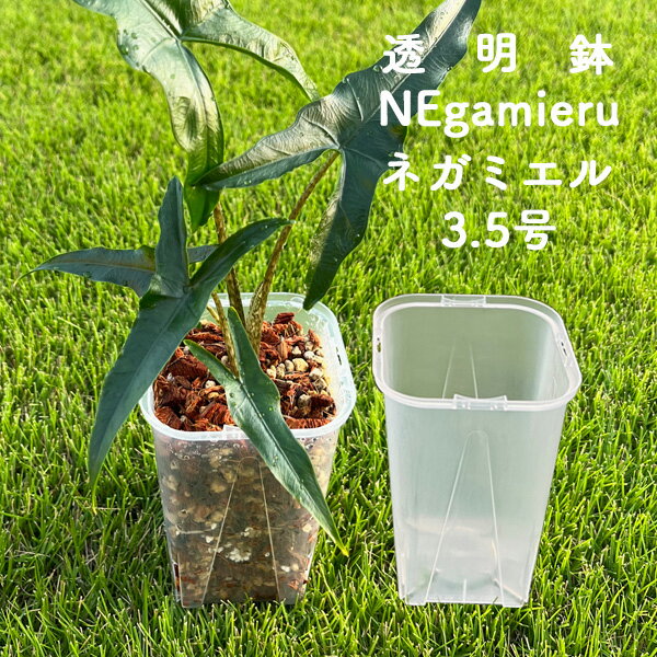 ͥߥ3.53ĥå5ĥå10ĥåƩåȭNEgamieruݥץ饹åꥢƩåȺȭտʪ