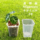 ネガミエル 3号 3個セット 5個セット 10個セット 透明スリット鉢 NEgamieru 浅岡園芸 プラスチック クリア 透明 スリット 根が見える 鉢 観葉植物