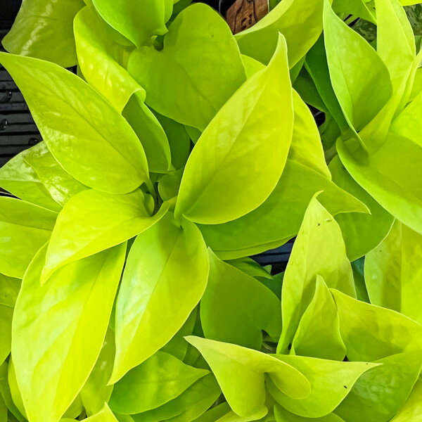 �ݥȥ� ������ǥ� �ޡ��֥� �饤�� 3�� ���ݥå� ��ƣ���� Pothos ���ȥ���� ���ԥץ�ʥ�° ���տ�ʪ �󤻿���