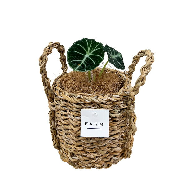 鉢カバー ホグラ草バスケット12 FARM ビニール内バリあり 植木鉢 カバー ガーデン インテリア雑貨 ポットカバー 観葉植物