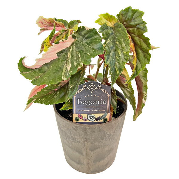 ベゴニア プレミアム ジニー銀河 4号 Begonia Premium GinnyGinga 木立性 観葉植物 カラーリーフ インテリア