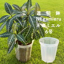 ネガミエル 6号 3個セット 5個セット 10個セット 透明スリット鉢 NEgamieru 浅岡園芸 プラスチック クリア 透明 スリット 根が見える 鉢 観葉植物