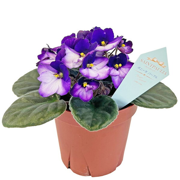 セントポーリア ボニータ パープル 3.5号 開花株 バイカラー 苗 アフリカスミレ 耐陰性 室内 園芸 観葉植物