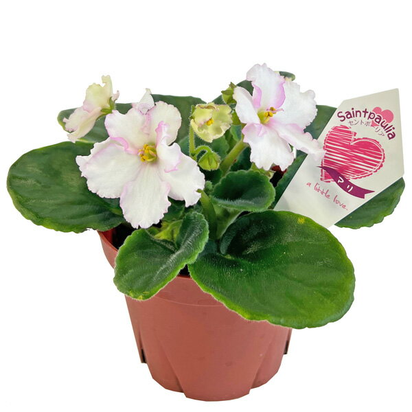 セントポーリア マリ ホワイトxピンク 3.5号 開花株 バイカラー 苗 アフリカスミレ 耐陰性 室内 園芸 観葉植物