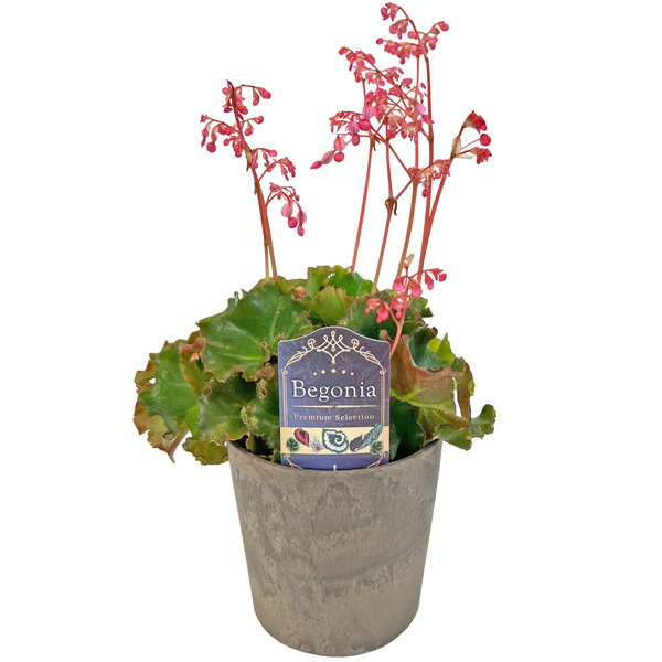ベゴニア プレミアム エリスロフィラ・バンチー 4号 Begonia Premium 根茎性 観葉植物