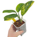 モンステラ カルステニアナム (ペルー) 斑入 3.5号 ねこチップ ネガミエル バリエガータ 観葉植物 Monstera Karstenianum var (Peru) variegated