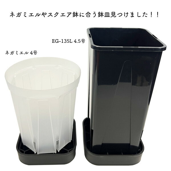 �ץ쥹�ƥ�ץ졼��120 6�ĥ��å� ���������� ������ ȭ�� ���ܥݥ� NIPPORI R3LABO �֥�å� �ۥ磻�� ���ڤ� ����å�ȭ ���տ�ʪ