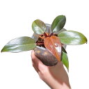 フィロデンドロン レッドムーン 3.5号 ねこチップ&ネガミエル植え 希少種 レア Philodendron アロイド 観葉植物