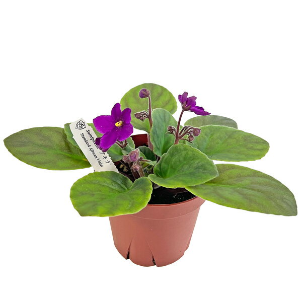 セントポーリア アキラ 3.5号 開花株 スタンダードカラー 苗 アフリカスミレ 耐陰性 室内 園芸 観葉植物