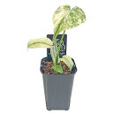 モンステラ ホワイトモンスター 3.5号 天津蘭 アーバンジャングル Monstera White Monster アロイド 観葉植物