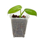 フィロデンドロン ピッチェリー ネガミエル ねこチップ植え Philodendron pittieri アロイド 観葉植物