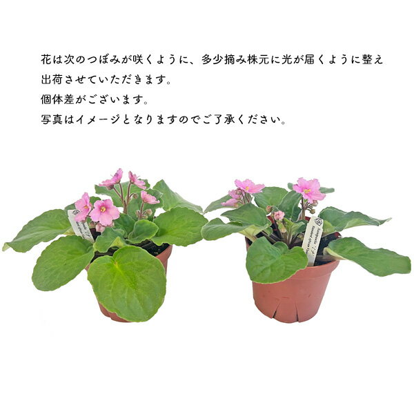 セントポーリア ミナ ピンク 3.5号 開花株 スタンダードカラー 苗 アフリカスミレ 耐陰性 室内 園芸 観葉植物