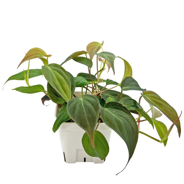 フィロデンドロン ミカンス 3号 ビロードカズラ Phillodendron micans つる性 アロイド 観葉植物のサムネイル