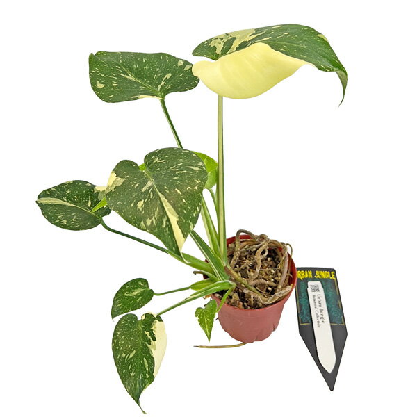 UJ モンステラ タイコンステレーション 斑入り 3.5号 #010 アーバンジャングル Monstera deliciosa Thai constellation 観葉植物