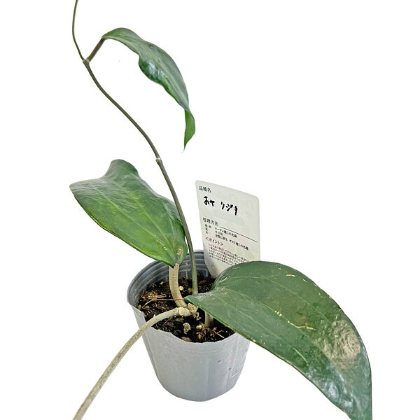 現品販売 ホヤ リギダ Hoya rigida 3号 鷲尾園芸 リジダ 希少 レア 観葉植物