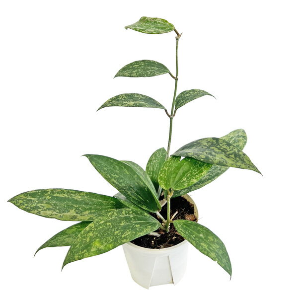 楽天市場】hoya pubicalyxの通販