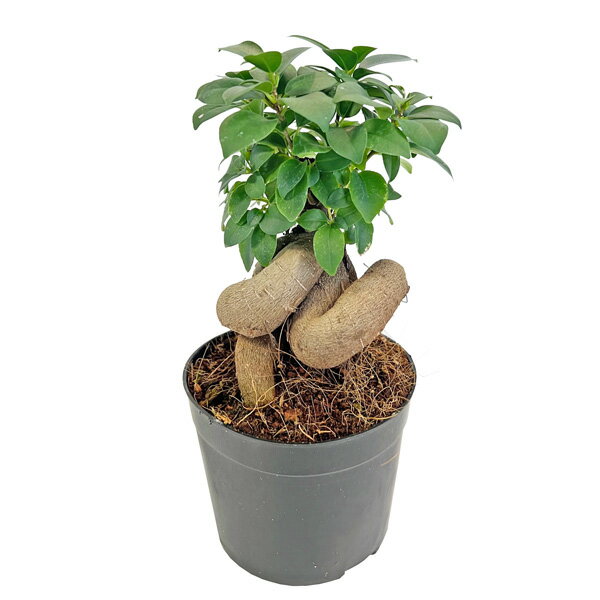 ガジュマル 3.5号 観葉植物 多幸の木 Chinese Banyan ガジマル キジムナー 風水 インテリアグリーン