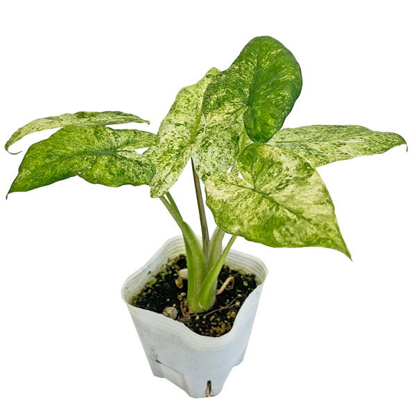 アロカシア オドラバリエガータ バティック 3号 黒ロングポット Alocasia odora Variegata アローカシア サトイモ科 観葉植物