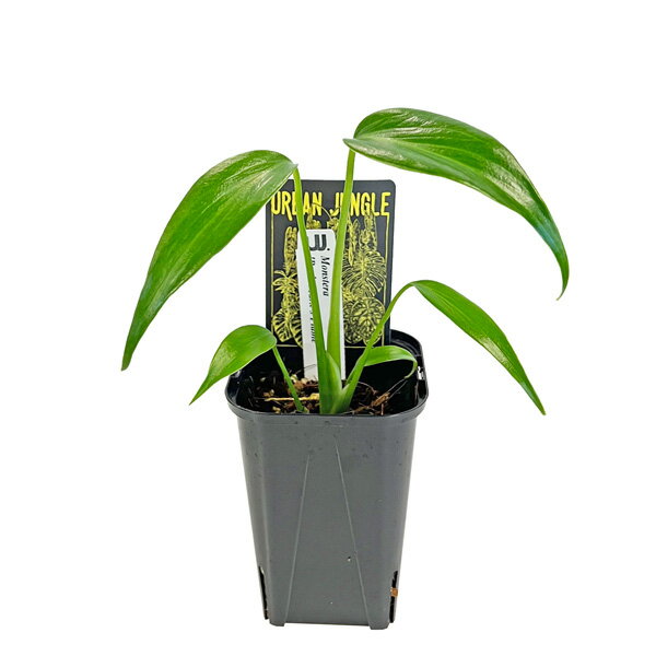 モンステラ バールマルクスフレーム 3号 アーバンジャングル Monstera 'BurleMarx'sFlame' Urban Jungl..