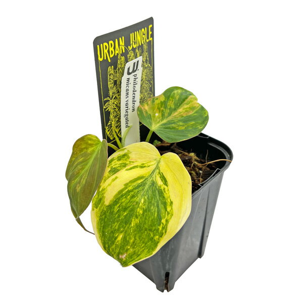 フィロデンドロン ミカンス 斑入り 3号 アーバンジャングル Phillodendron micans varirgated Urban Jungle 観葉植物