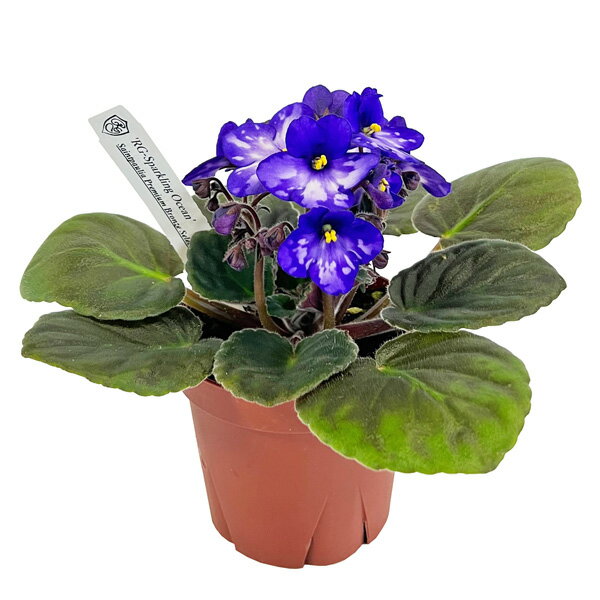 セントポーリア スパークリングオーシャン 3.5号 パープル 開花株 スタンダードカラー 苗 アフリカスミレ 耐陰性 室内 園芸 観葉植物