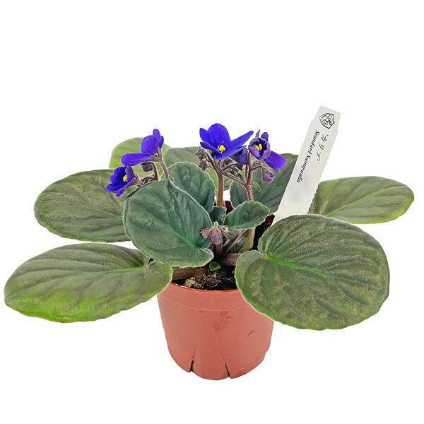 セントポーリア カリブ 3.5号 パープル 開花株 スタンダードカラー 苗 アフリカスミレ 耐陰性 室内 園芸 観葉植物