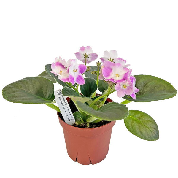 セントポーリア セレンピンク グラデーション 3.5号 開花株 スタンダードカラー 苗 アフリカスミレ 耐陰性 室内 園芸 観葉植物