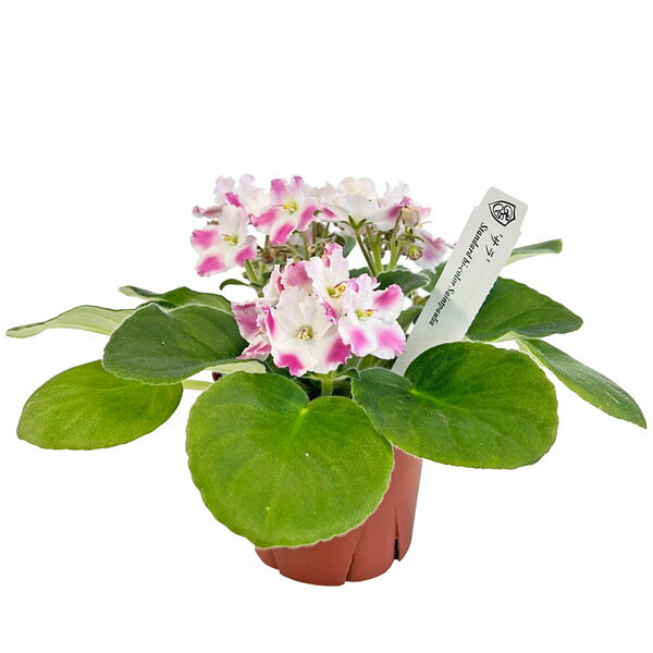セントポーリア サラ ホワイト×ピンク 3.5号 開花株 スタンダードカラー 苗 アフリカスミレ 耐陰性 室内 園芸 観葉植物