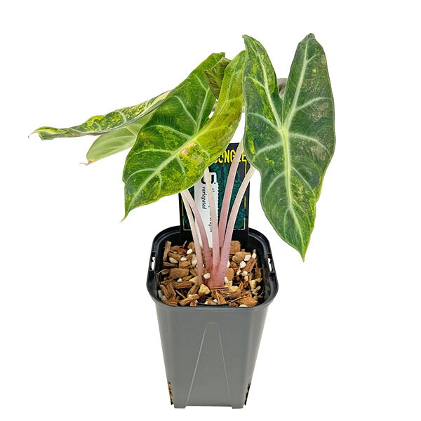 No.014/-TGK-/アロカシア ゼブリナ ‘斑入り’/Alocasia zebrina ‘Variegated‘