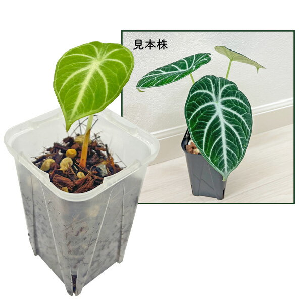 アロカシアニンジャ2.5号幼苗ネガ...