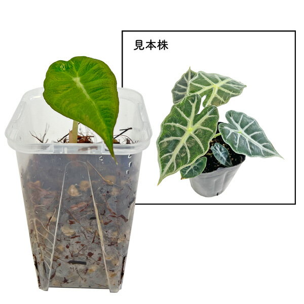 楽天市場】アロカシア（観葉植物｜花・観葉植物）：花・ガーデン・DIY