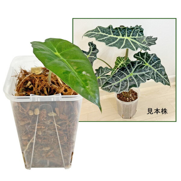 アロカシア アマゾニカポリー 2.5号 幼苗 ネガミエル Alocasia amazonica polly アロイド 観葉植物 インテリア