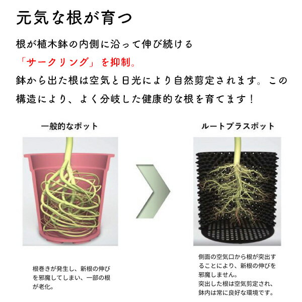 ルートプラスポットミニ 3L 5号サイズ 植木鉢 通気性 排水性 プラスチック 鉢 南榮...
