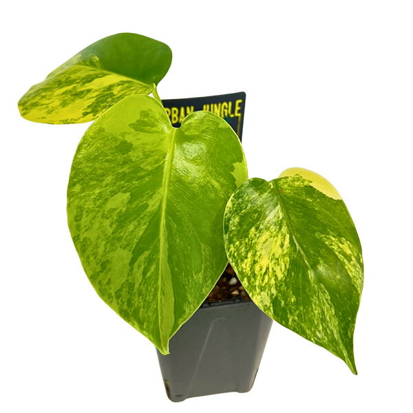 現品出荷 UJ モンステラ デリシオーサ イエローマリリン 3.5号 (M12) アーバンジャングル Urban Jungle Monstera Yellow Marilyn 観葉植物