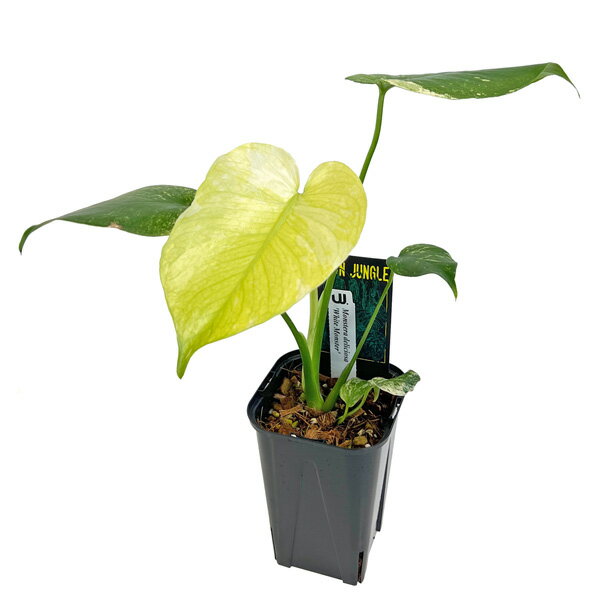 現品 モンステラ ホワイトモンスター 3.5号 WM001 天津蘭 アーバンジャングル Monstera deliciosa White Monster アロイド 観葉植物