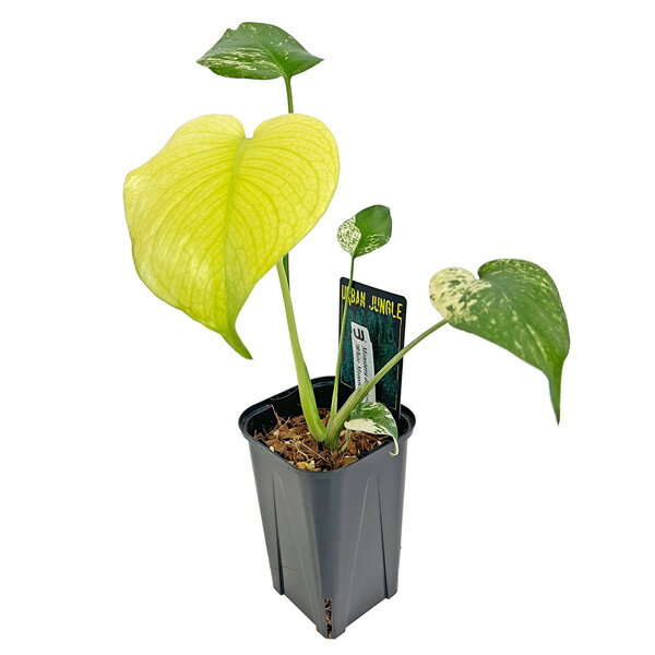 現品 モンステラ ホワイトモンスター 3.5号 WM002 天津蘭 アーバンジャングル Monstera deliciosa White Monster アロイド 観葉植物