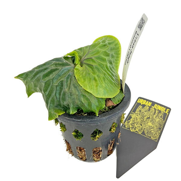 楽天市場】コウモリラン マダガスカリエンセの通販