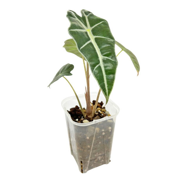 アロカシア アマゾニカポリー 3号 ネガミエル Alocasia amazonica polly アロイド 観葉植物 インテリア