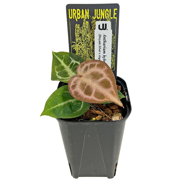 アンスリウム ハイブリット (DSxADxRC) 実生株 3.5号 アーバンジャングル Urban Jungle Anthurium hybrit 観葉植物